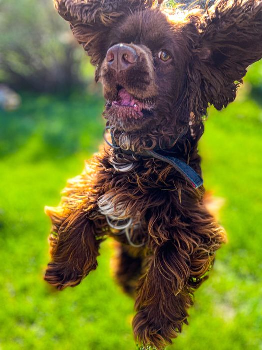 Вязка американский кокер спаниель