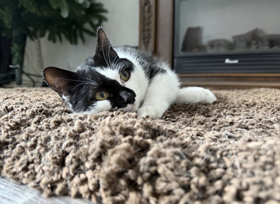 Дарю кошечку.