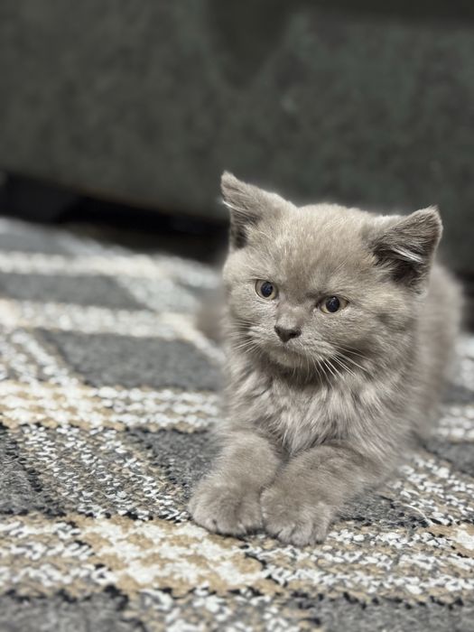 Mushuk bolasi sotiladi / scottish strayt