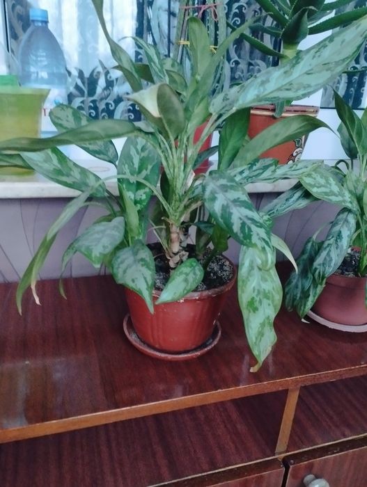 Аглаонема домашнее растение 2000 тн