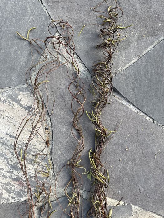 Ветки орешника, корилус, корелиус