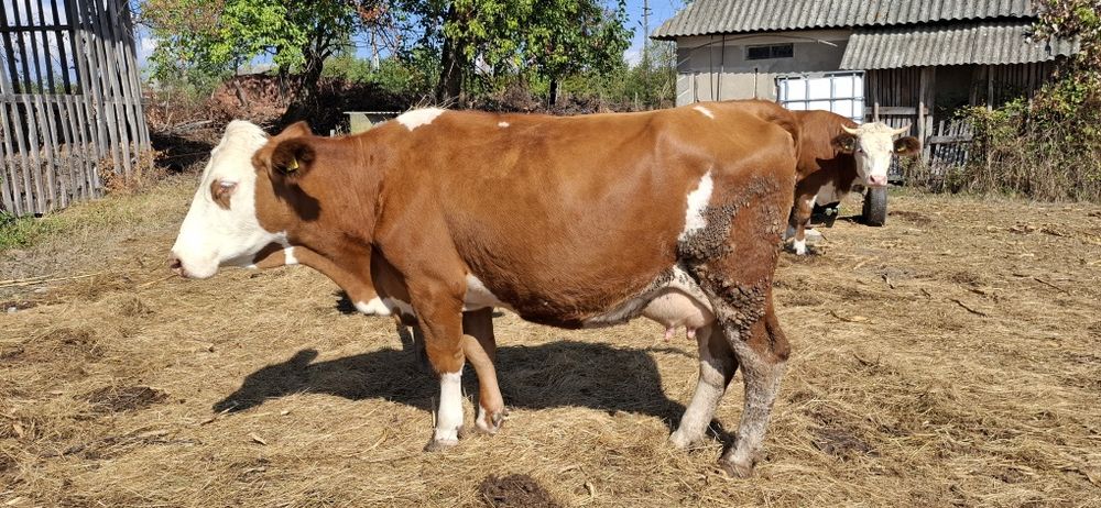 Vaca de vananzare