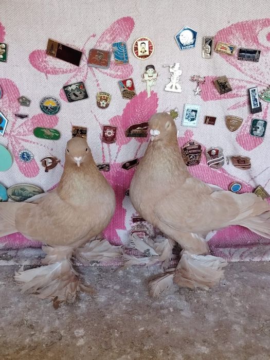 Продам голубей, пара