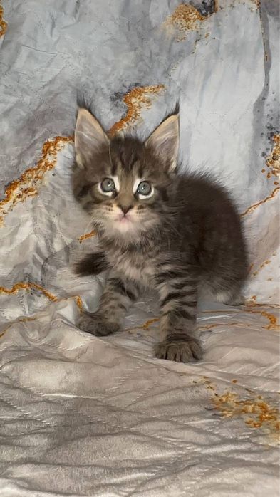 котята мейн-куны клубные