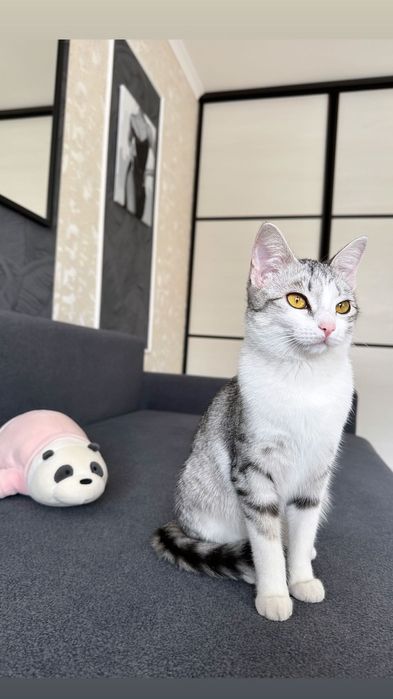 Кошечка домашняя.