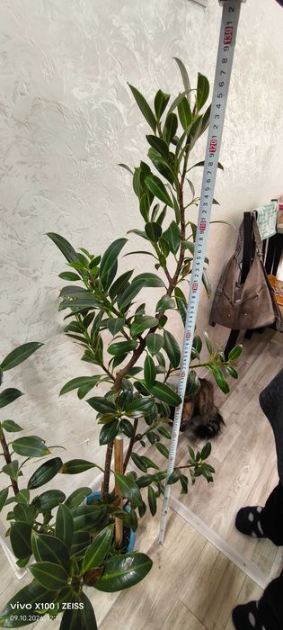 Продам фикус высота почти 130см