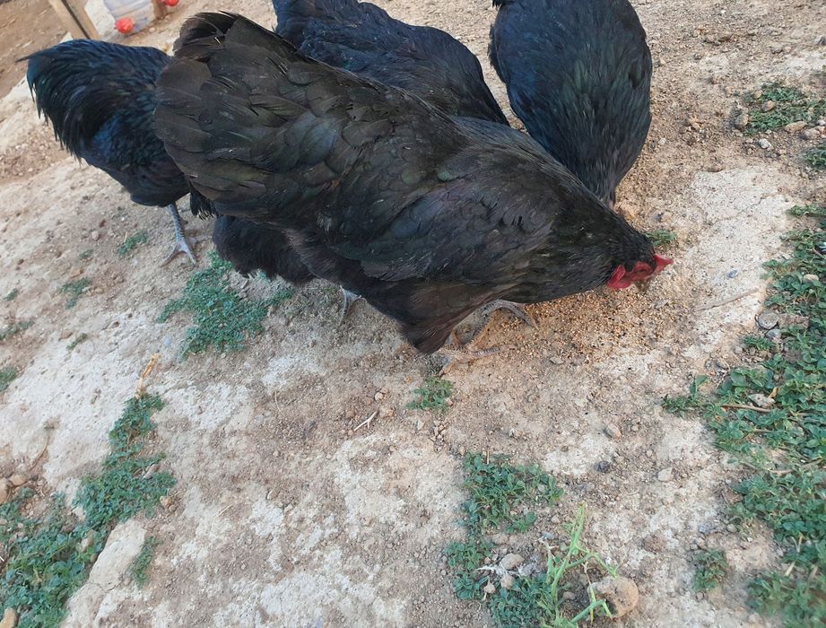 Avstralorp Qora zotli tovuq tuxumlari sotiladi