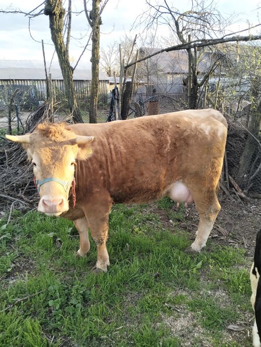 Vând  junca de 2 ani cu tot cu vitica