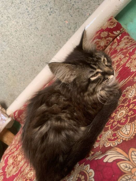 Rus svingerlarining ichki kiyimdagi fotosuratlari