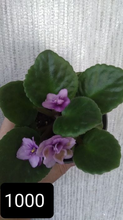 Продам цветущие фиалки
