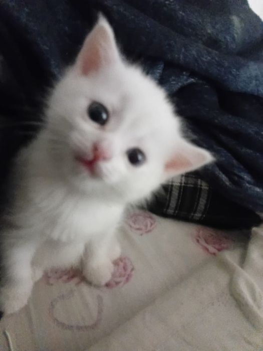 Продам кошечку 2месяца.