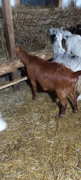 Vând capre pregătite de fătat