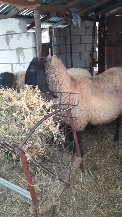 Vand oaie carabaș sârbesc