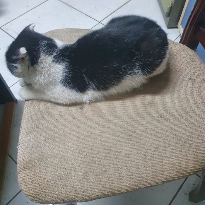 Отдается кошечка в добрые руки 3,5 месяца