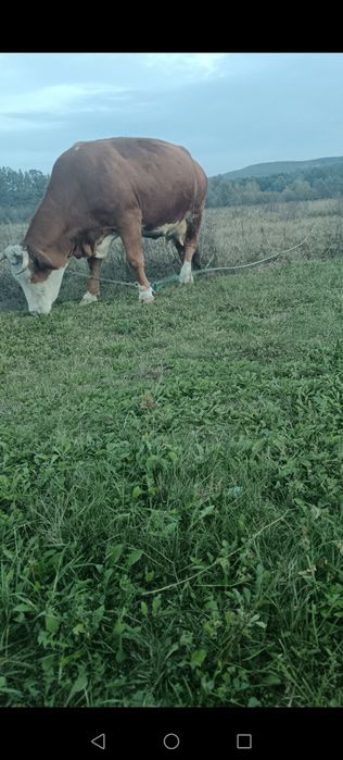 Vaca in vârstă de 5 ani