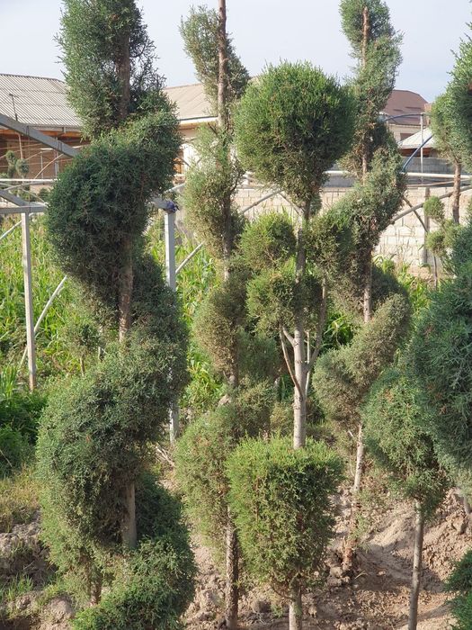 Kepars archalar sotiladi