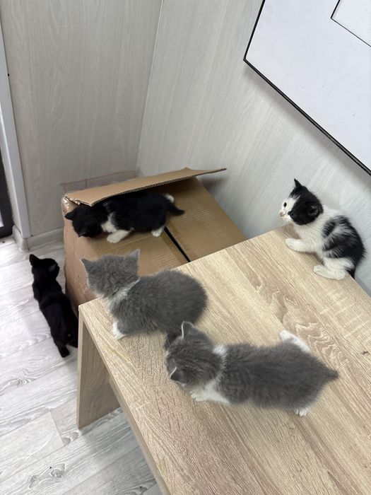 Котята в добрые руки :)