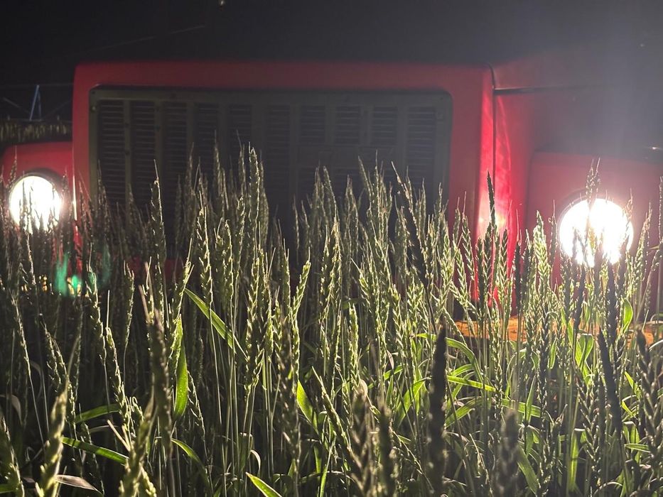 Семена омская 36.