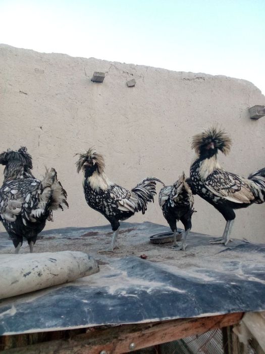 Серибрис падуван