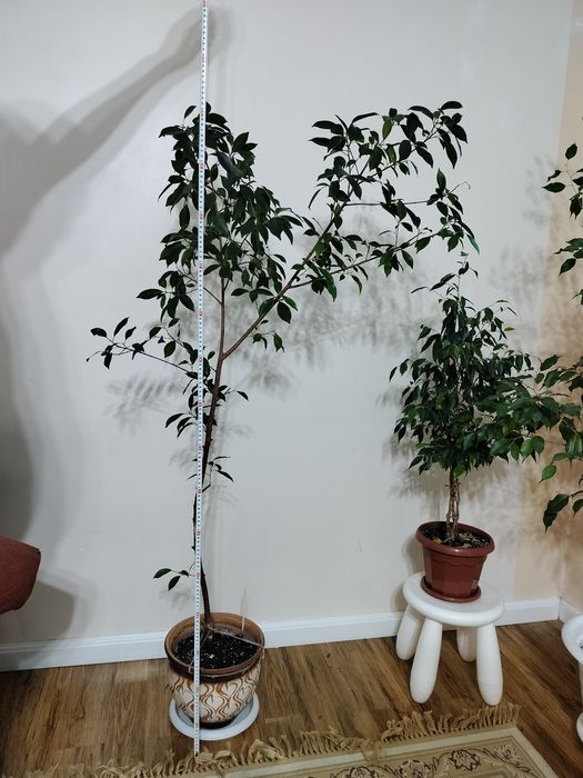 Продается Фикус Бенджамин