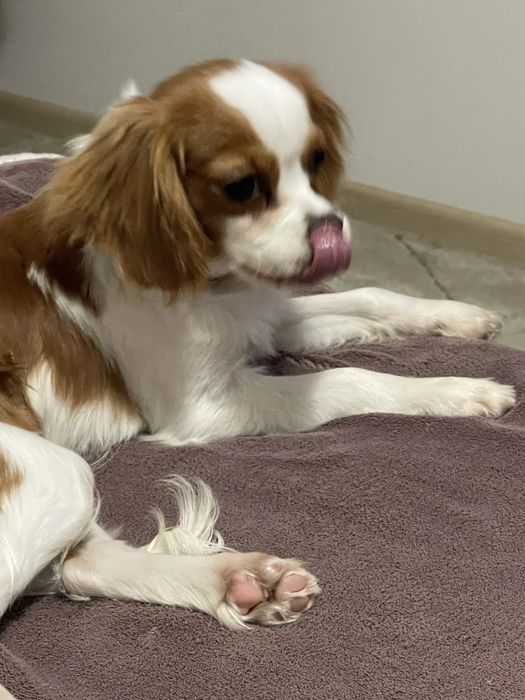 Cavalier King Charls Spaniel