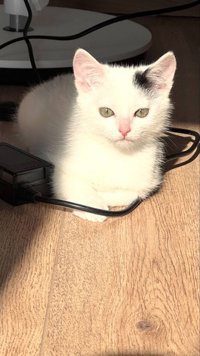 Котенок в добрые руки