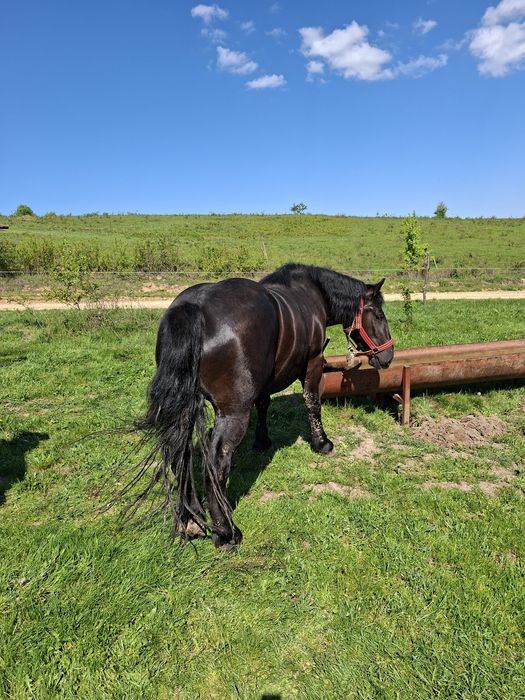 Vând mânză de 2 ani jumate