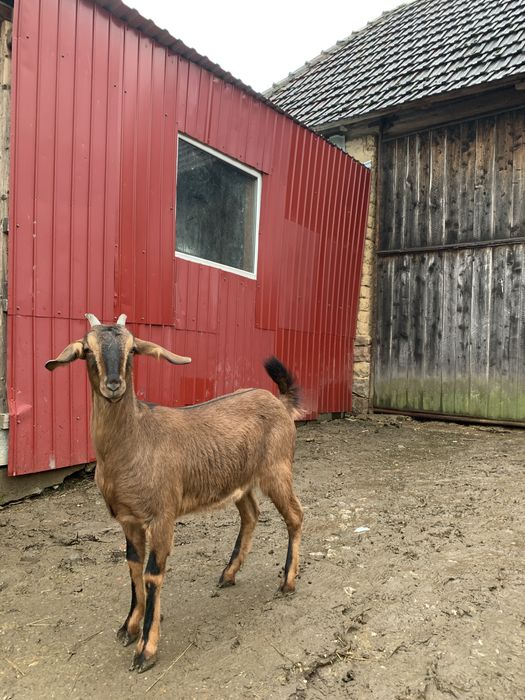 Vând un țap saanen și 2 capre
