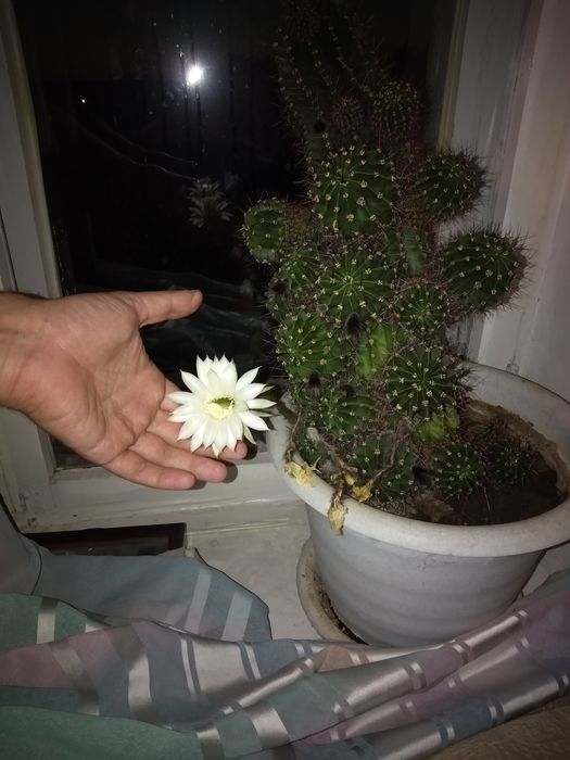 Продам кактусенка эхинопсис