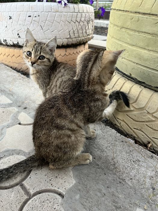 Котёнок-девочка ищет любящую семью