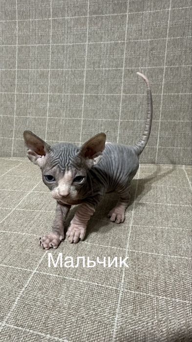 Канадские сфинксы