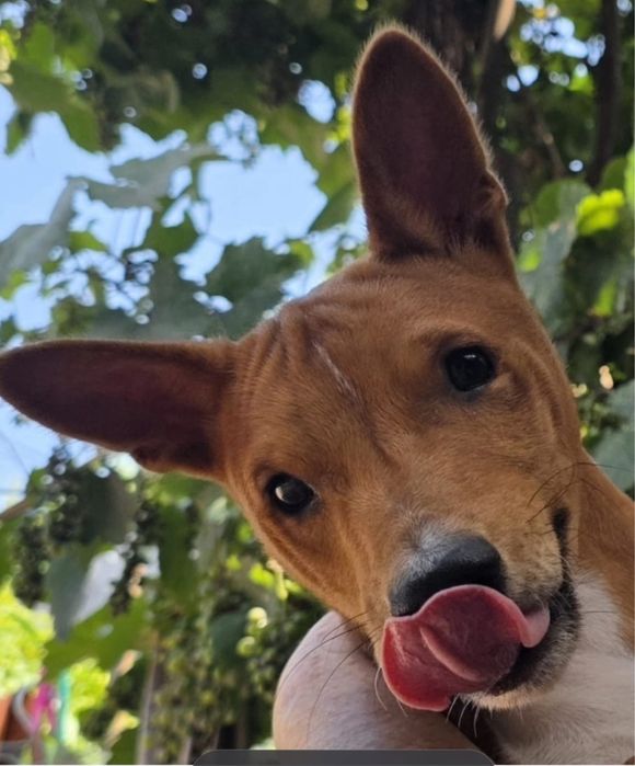 Adoptie pui Basenji 6 luni