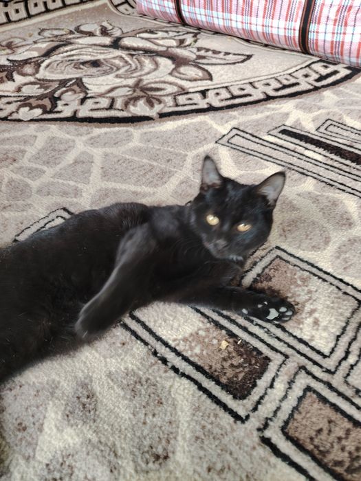 Котик черный маленький
