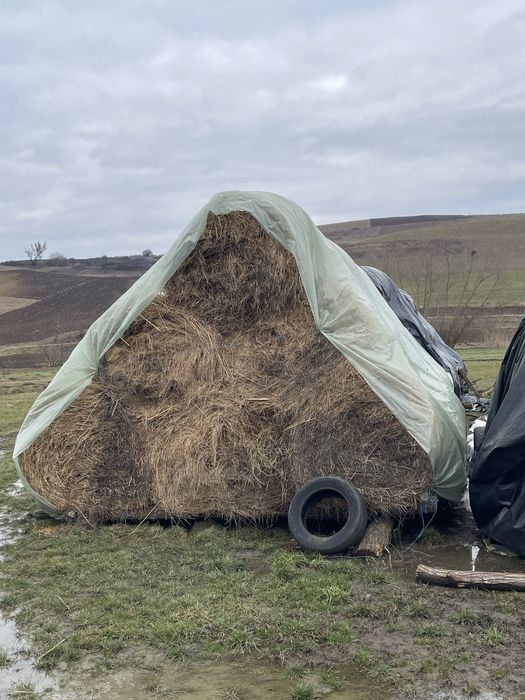 Vand baloti lucerna/fan
