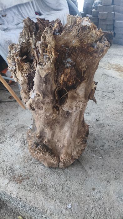 Пень карагача декоративный