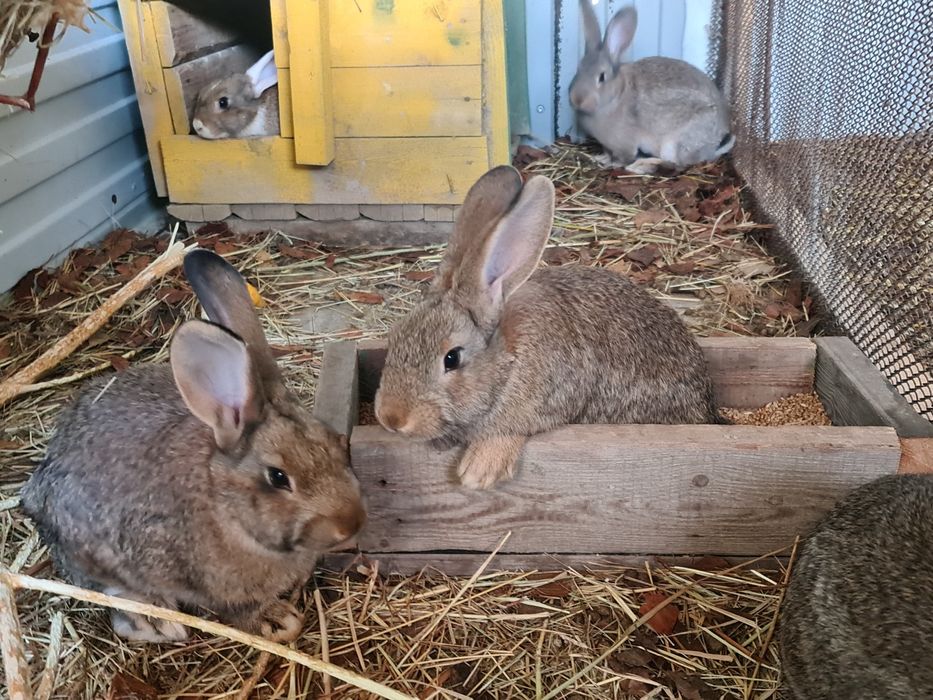 Кролики 2,5 месяца