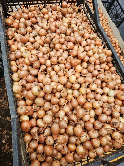 Арпаджик /ситен/среден/едър