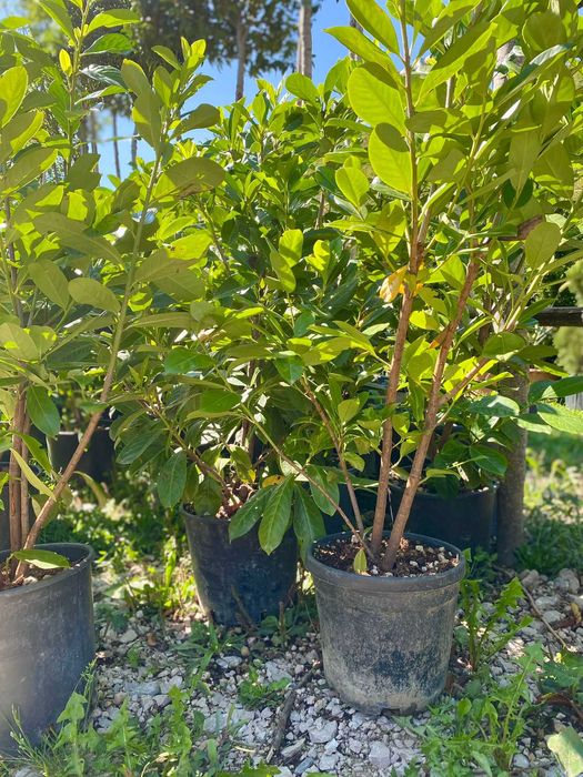 Plante Ornamentale pentru Gradina si Curte