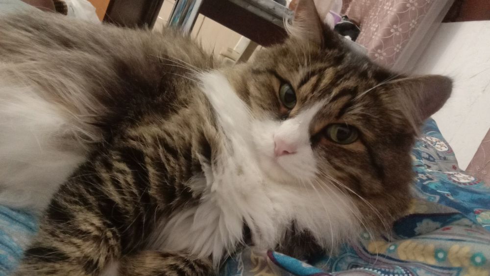 Потерялась кошка