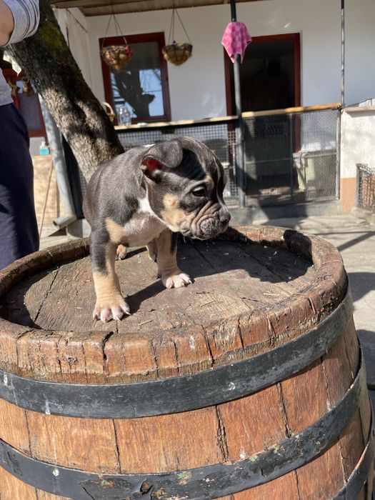 American Bully pocket