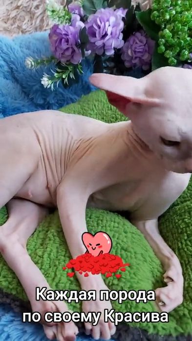 Лысая Сфинкс - девочка