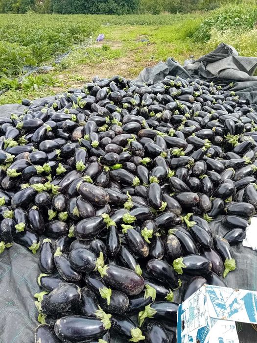 Vând Vinete en-gros