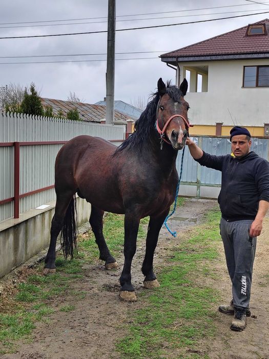 Cal de montă original!