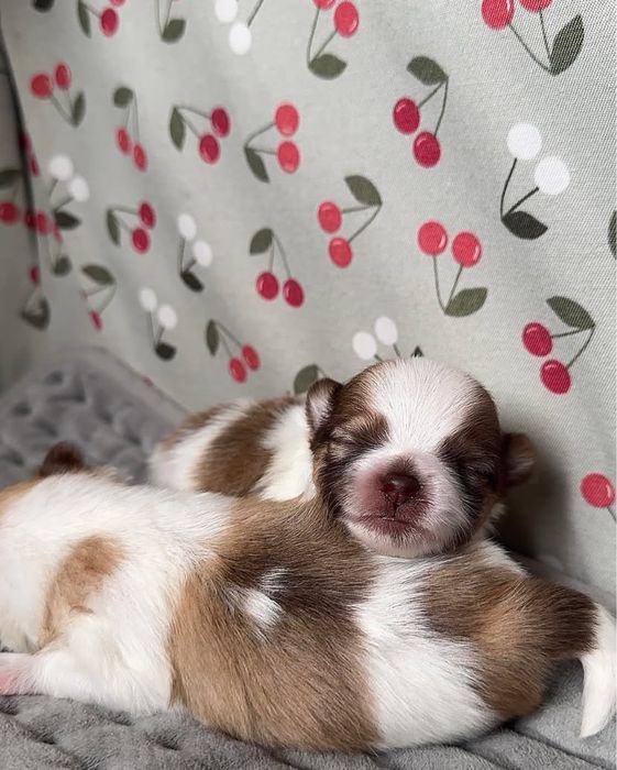 Щенки шпицы мальчик и девочка