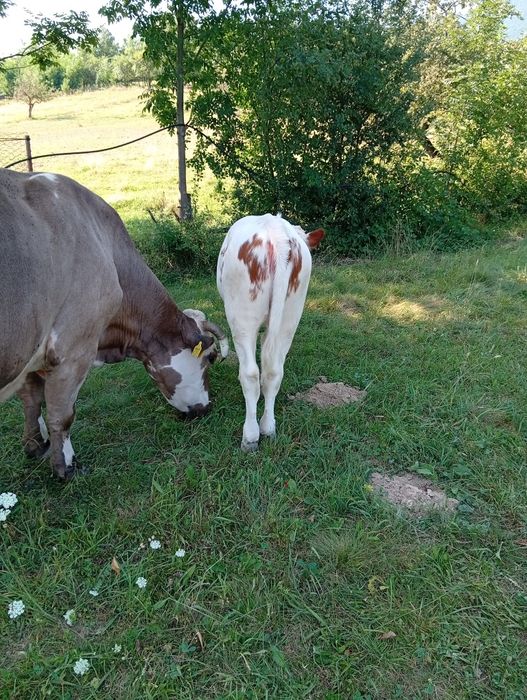 Vând vițea balțata  din vaca buna