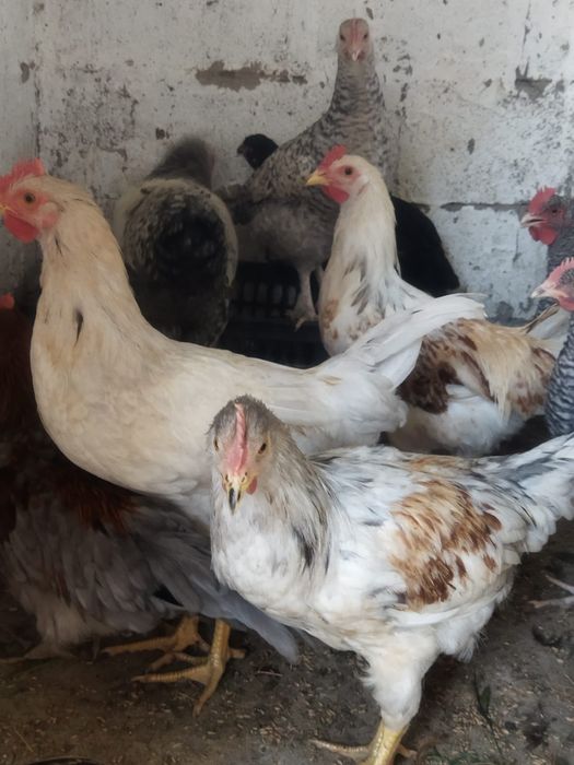 Продам куры домашние