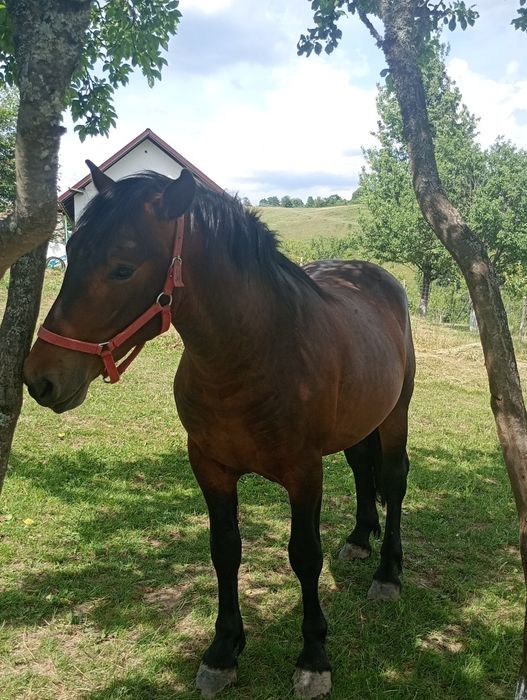 Vînd cal iapa harmăsar iapă cu mînz