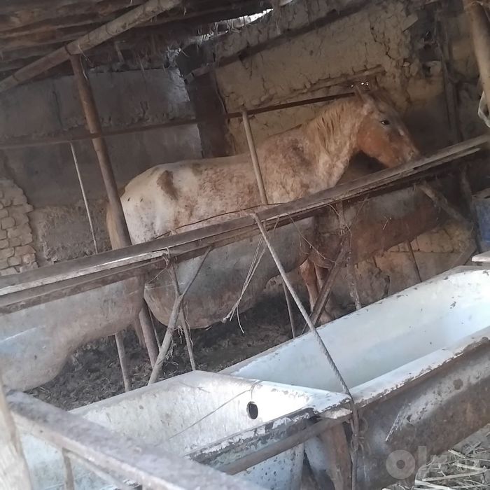 Bo'g'oz biyala sotiladi