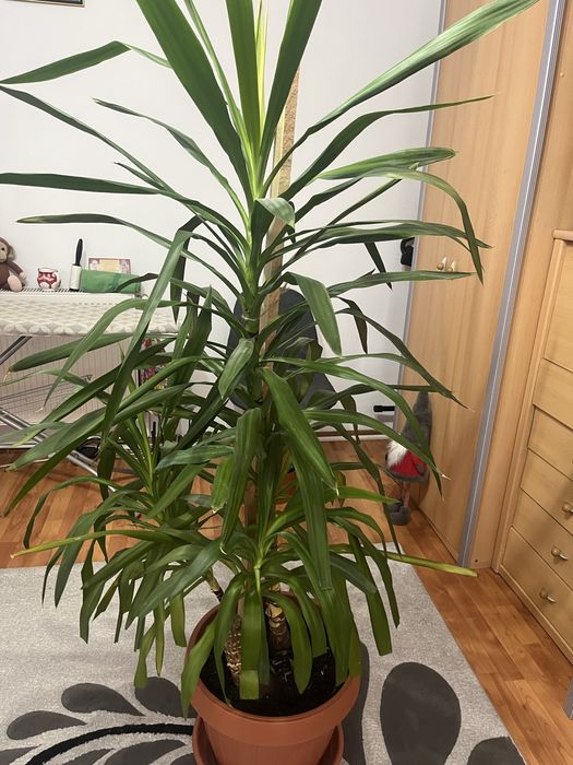 Planta Yuca de interior