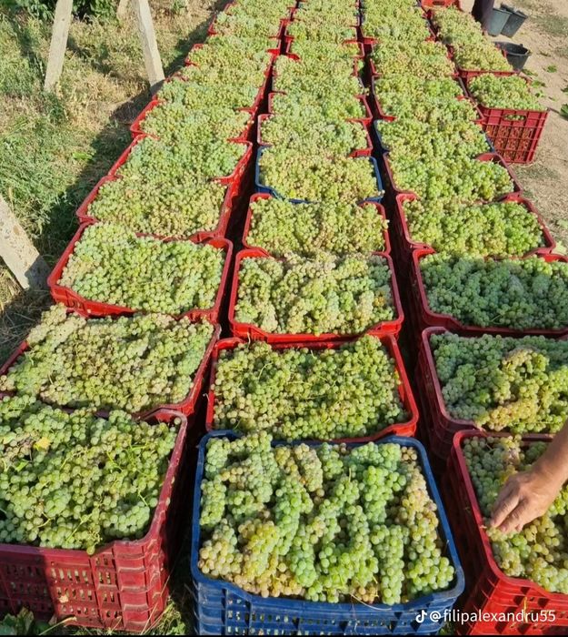Struguri de vin.preț real, transport la domiciliu